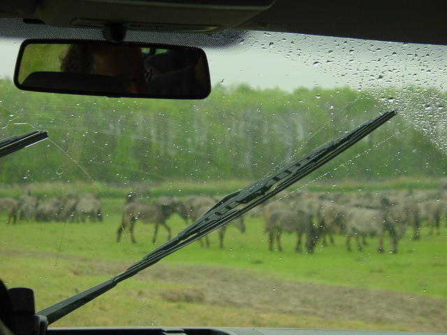 DSC02879.JPG