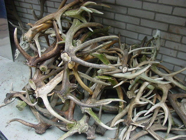 DSC02901.JPG