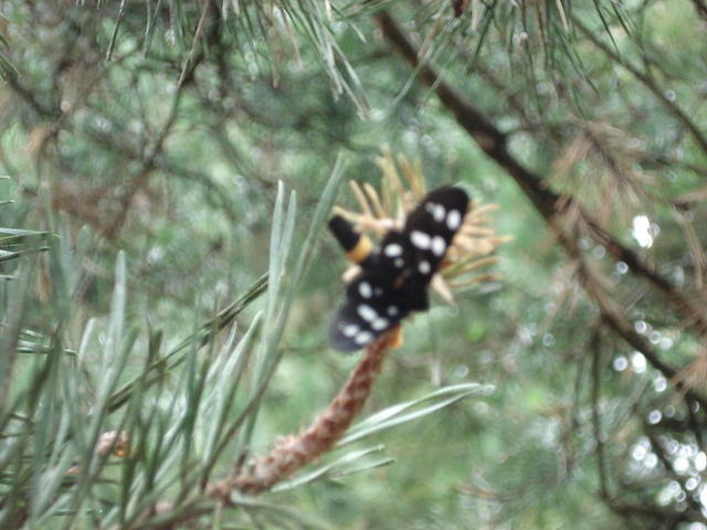 DSC00466.JPG